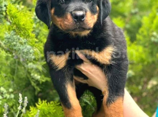 Rottweiler görsel