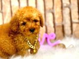 Kivircik Toypoodle Dünyasi