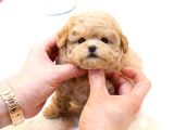 Kore Kani Toy Poodle Yavrulari̇mi̇z