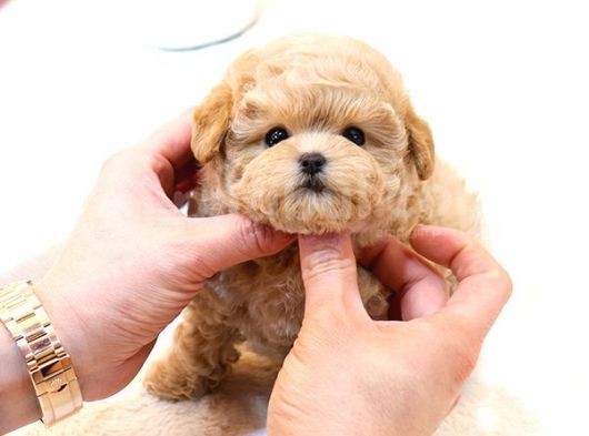 Kore Kani Toy Poodle Yavrulari̇mi̇z görsel