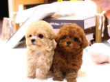 SEVİMLİ RED BROWN TOY POODLE BEBEKLERİMİZ