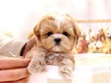 Show Kali̇te Toy Poodle Bebekleri̇m