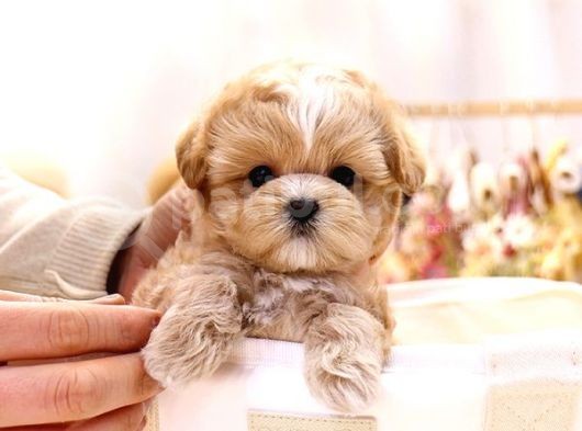 Show Kali̇te Toy Poodle Bebekleri̇m görsel