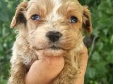 Cavapoo Bebeklerimiz