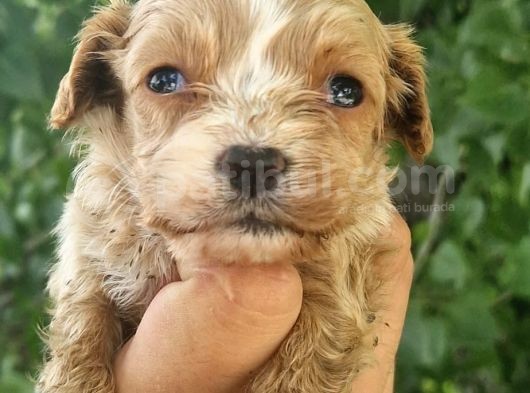 Cavapoo Bebeklerimiz görsel