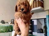 Red toy poodle yavrusu