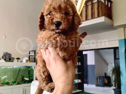 Red Toy Poodle Yavrusu