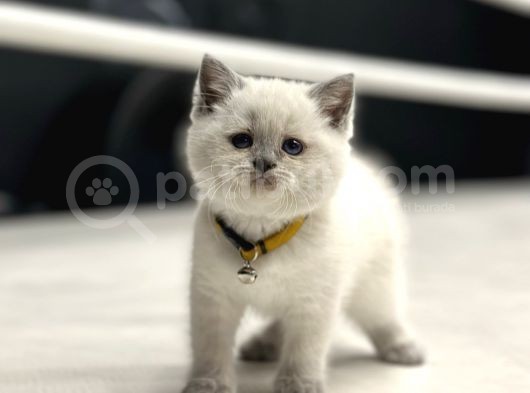 Baby Face Surat Yapisi Bri̇ti̇sh Shorthai̇r görsel