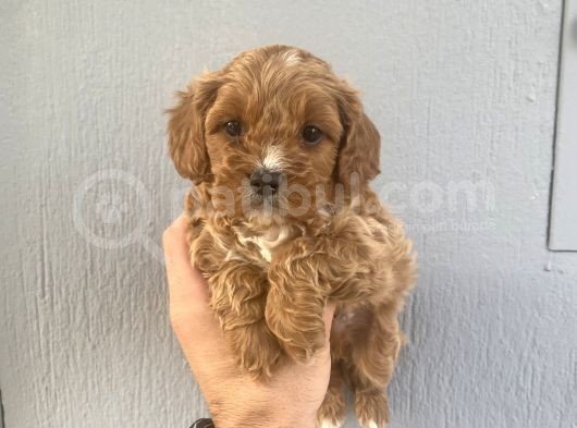 Dünya Tatlısı Maltipo Bebeklerimiz görsel