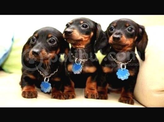 Irk Ve Sağlık Garantili Dachshund Yavrularımız görsel