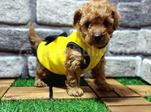 Malti̇poo Yavrular