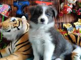 Irk Garantili Border Collie Yavruları