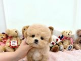 MUTLULUK KAYNAĞI TOY POODLE BEBEKLER