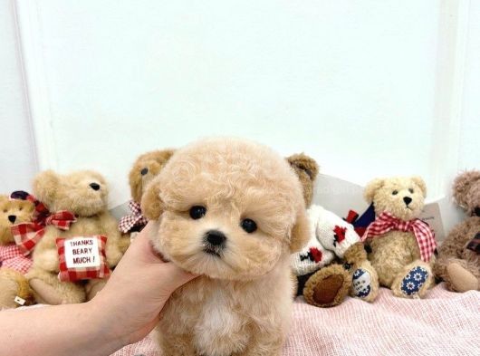 Mutluluk Kaynaği Toy Poodle Bebekler