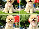 POMERANİAN BOO BEBEKLERİMİZ