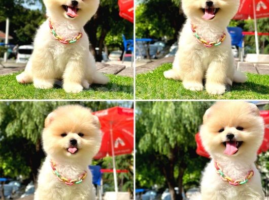 Pomerani̇an Boo Bebekleri̇mi̇z