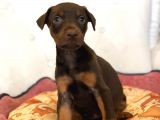 Irkının En asil yavruları kızıl doberman yavrusu