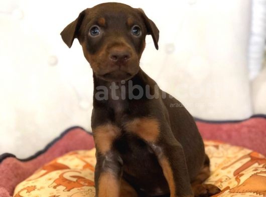 Irkının En Asil Yavruları Kızıl Doberman Yavrusu