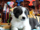Irk Garantili Border Collie Yavruları