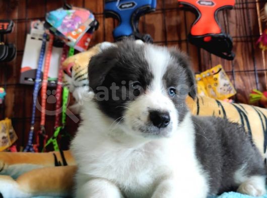 Irk Garantili Border Collie Yavruları görsel