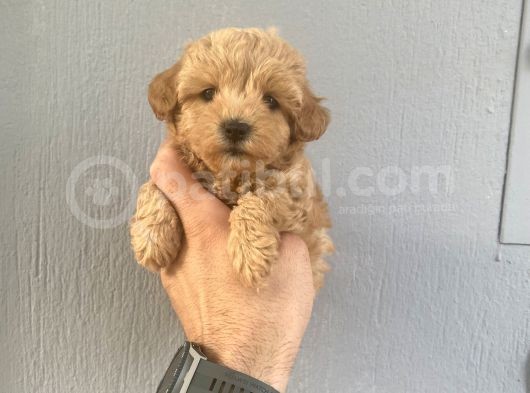 Dünya Tatlısı Maltipo Bebeklerimiz görsel
