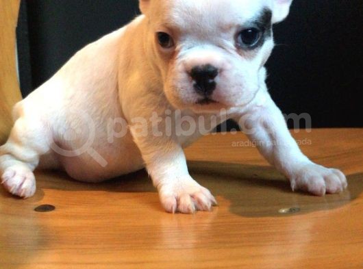 Irk Ve Sağlık Garantili French Buldogg Yavruları görsel