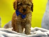 KIVIR KIVIR TOYPOODLE YAVRULARI