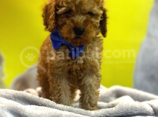 Kivir Kivir Toypoodle Yavrulari