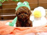 Show Kali̇te Toy Poodle Bebekleri̇m