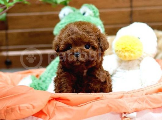 Show Kali̇te Toy Poodle Bebekleri̇m görsel