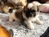 Ev Üretimi Safkan Pekines Yavrularımız