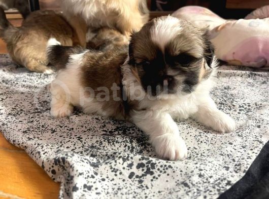 Ev Üretimi Safkan Pekines Yavrularımız