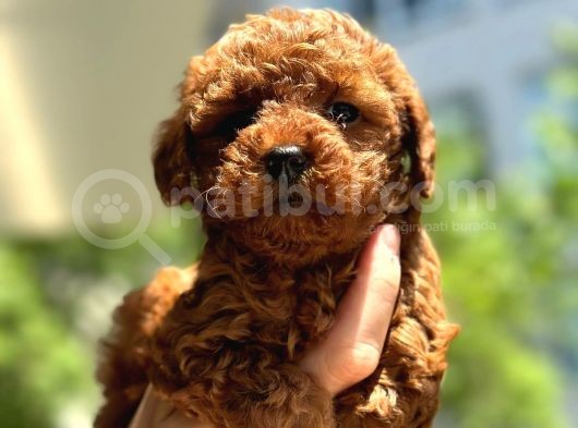 Toypoodle Dünyasi