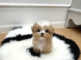 TOY POODLE BEBEKLERİMİZ