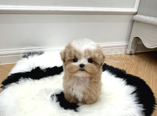 Toy Poodle Bebekleri̇mi̇z