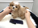 Toy Poodle Bebekleri̇mi̇z