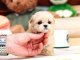 Sevi̇mli̇ Toy Poodle Bebekleri̇mi̇z