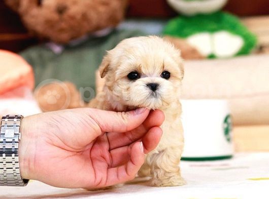 Sevi̇mli̇ Toy Poodle Bebekleri̇mi̇z görsel