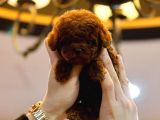 Show Kali̇te Toy Poodle Bebekleri̇m
