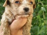 Cavapoo Bebeklerimiz