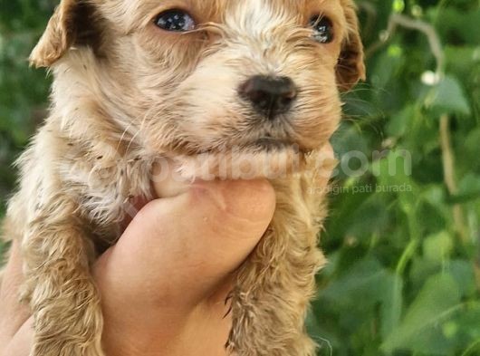 Cavapoo Bebeklerimiz görsel