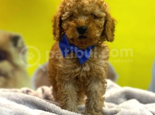 Kivircik Toypoodle Dünyasi