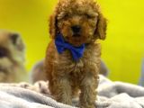 Kivir Kivir Toypoodle Yavrulari