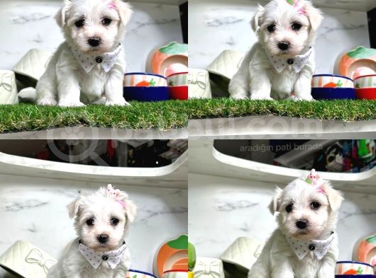 Orji̇nal Maltese Bebekleri̇mi̇z görsel