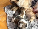 Ev Üretimi Safkan Pekines Yavrularımız