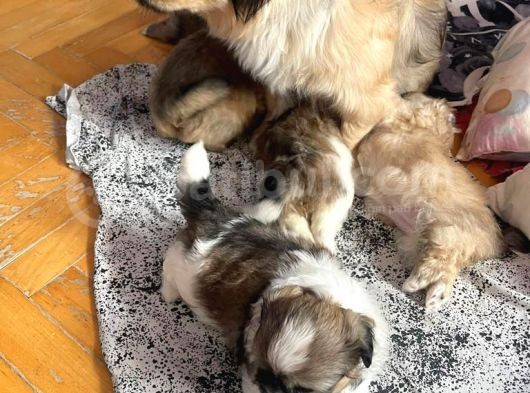 Ev Üretimi Safkan Pekines Yavrularımız görsel