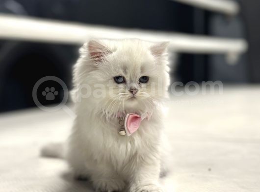 Baby Face Surat Yapisina Sahi̇p Bri̇ti̇sh Longhai̇r görsel
