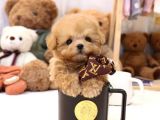 Toy Poodle Bebekleri̇mi̇z