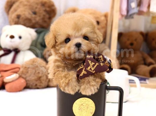 Toy Poodle Bebekleri̇mi̇z görsel