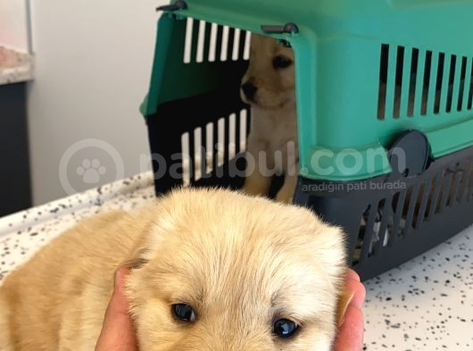 Bebek Yüzlü Golden Yavrularimiz görsel